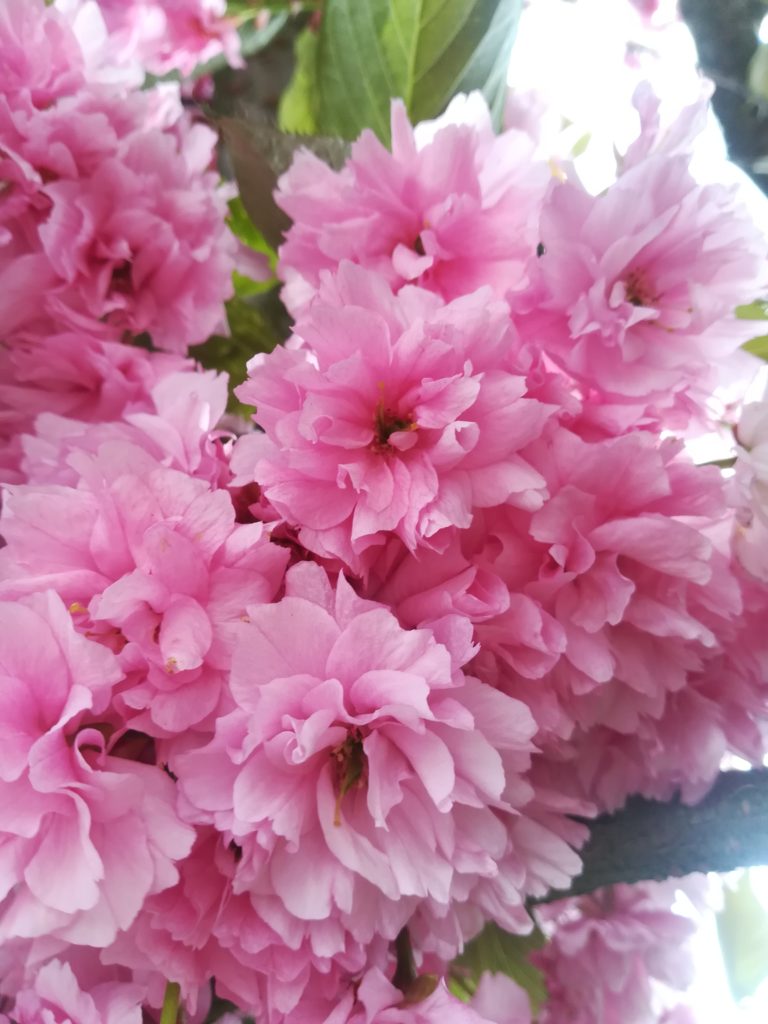 IMG 20210516 154701 1 768x1024